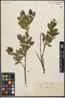 Foto von Salix phylicifolia L.